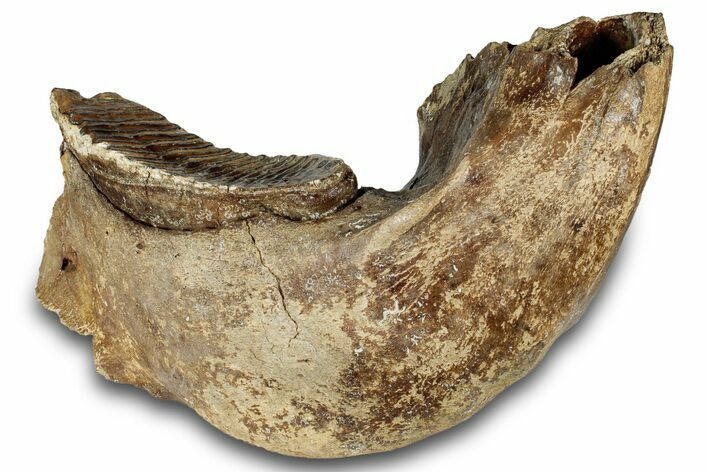 Woolly Mammoth Half Mandible with M Molar - North Sea #298455